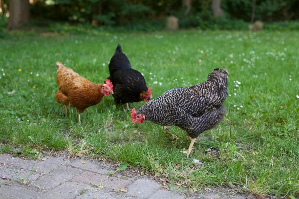 B&B Boerderij De Vaete - Duurzaam genieten in de zak van Zuid-Beveland room 6